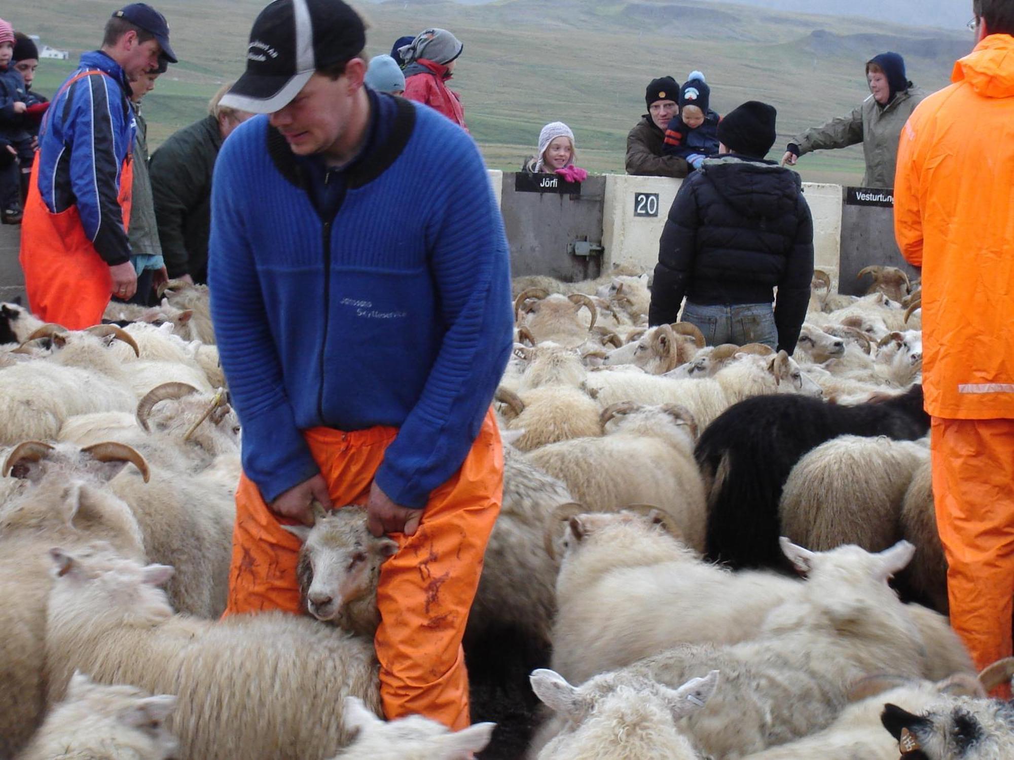 Daeli Guesthouse Víðidalstunga Bagian luar foto